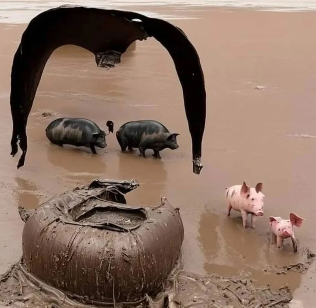 Sujanian17's tweet image. Close your eyes 10% and see the legzend. 🐖

do it now 😎     #Sudarshan 🐖