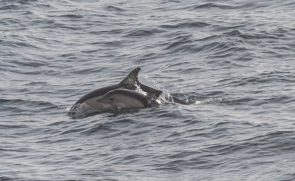 Record shots of dolphins off the shore at Europa Point chasing flying fish in competition with Shearwaters and our resident gulls. The tuna must be jumping for joy the tuna season is closed! @gonhsgib @GibMarine @NautilusGib. Pitty the anglers purposely enter the fray @GibEnviro