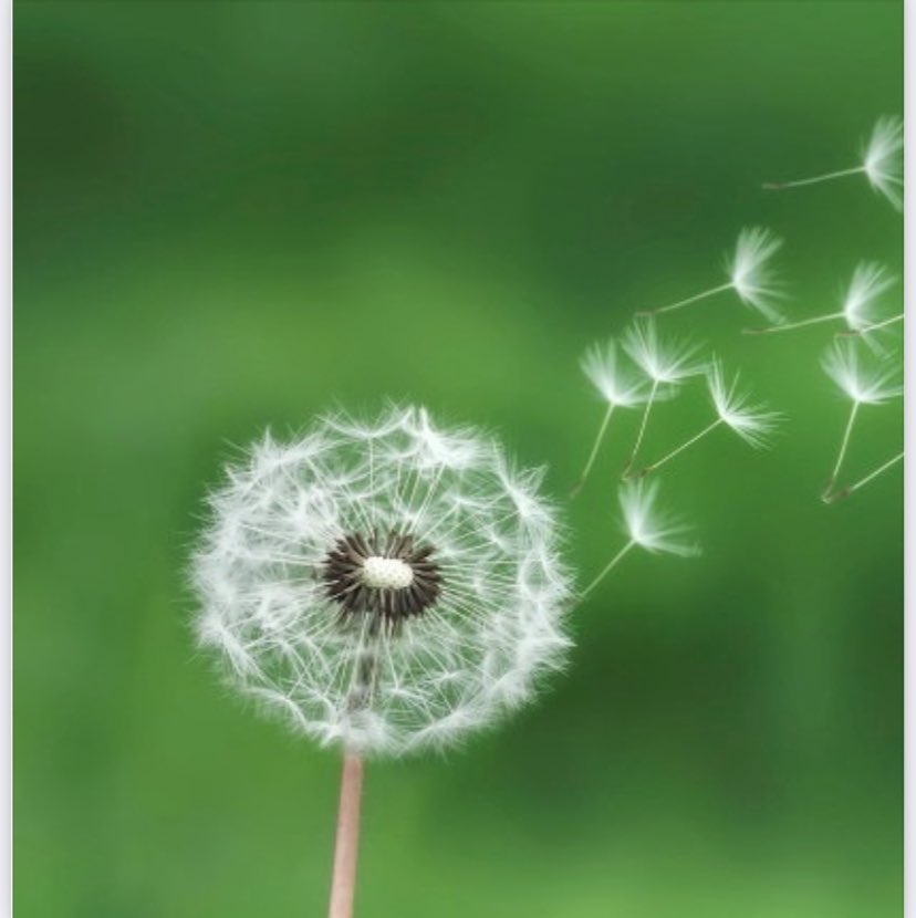 intandem tweet media