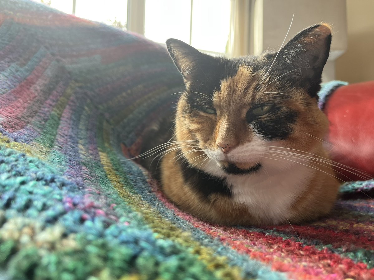 EeviesHouse's tweet photo. Slooooofaaaaa
#CalicoCrew #FlatCatFriday #SofaLoaf https://t.co/y2AfjZsD9G