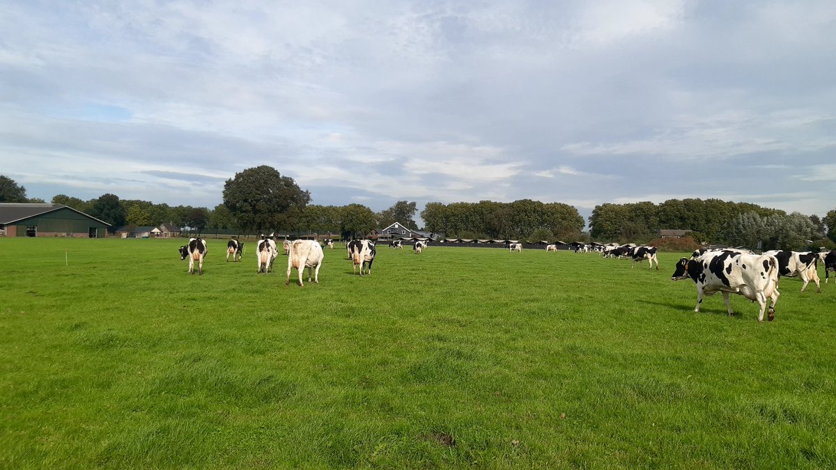 Laatste dag buiten voor de koeien. Ivm #blauwtong durf ik het niet meer aan om de koeien naar buiten te doen. Dat is heel jammer, buiten nog veel mooi gras staan.