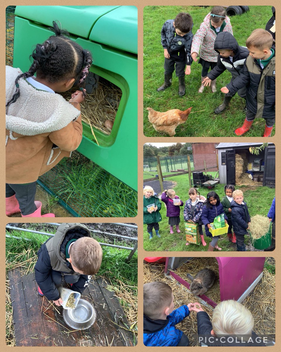 Mrsaspinall1's tweet photo. Inspired by the Feast Day of St Francis of Assisi,we spent extra time this week taking care of the animals on @FarmSjsb. What caring children we have in #class3! #sjsbCST #sjsbSMSC #MakingChristKnown @StJosephStBede https://t.co/HfYINJrAOm