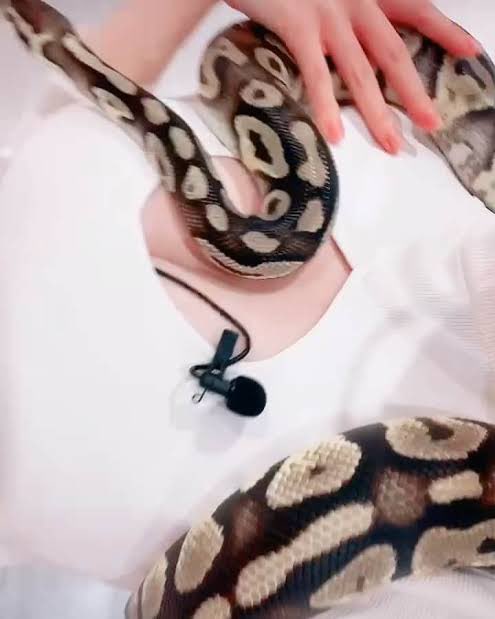 爬虫類カフェで
蛇に巻きつかれた女の子が
「きゃ〜」って言ってる動画を見て
ニヤニヤしてる私。笑
私もそろそろ蛇に会いたい…… https://t.co/wSYVCTZJf4