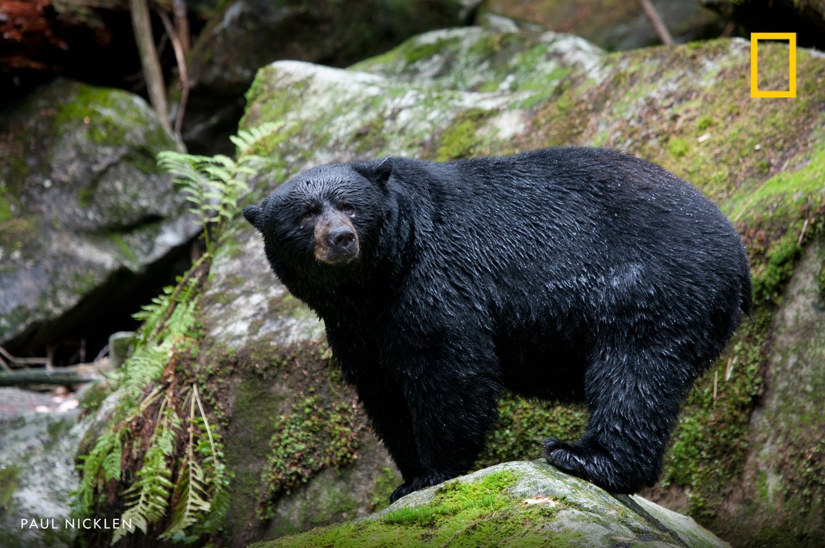 Happy #FatBearWeek! Enjoy this image from our archives of a black bear fishing for salmon in Great Bear Rainforest, British Columbia, Canada