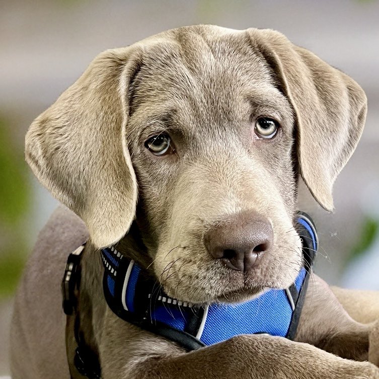 jakesilverlab's tweet photo. 🩶🐶Happy Friday ! Jackson turns 17 weeks today! 
#dog #puppy #dogsoftwitter #puppies #puppylove #dogsofX #cute https://t.co/tx71mis0Bz