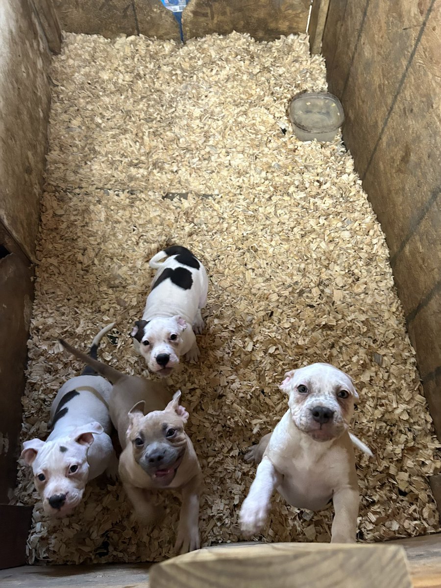 KingA937's tweet photo. American bullies for the low https://t.co/Y1zCwnFiYo