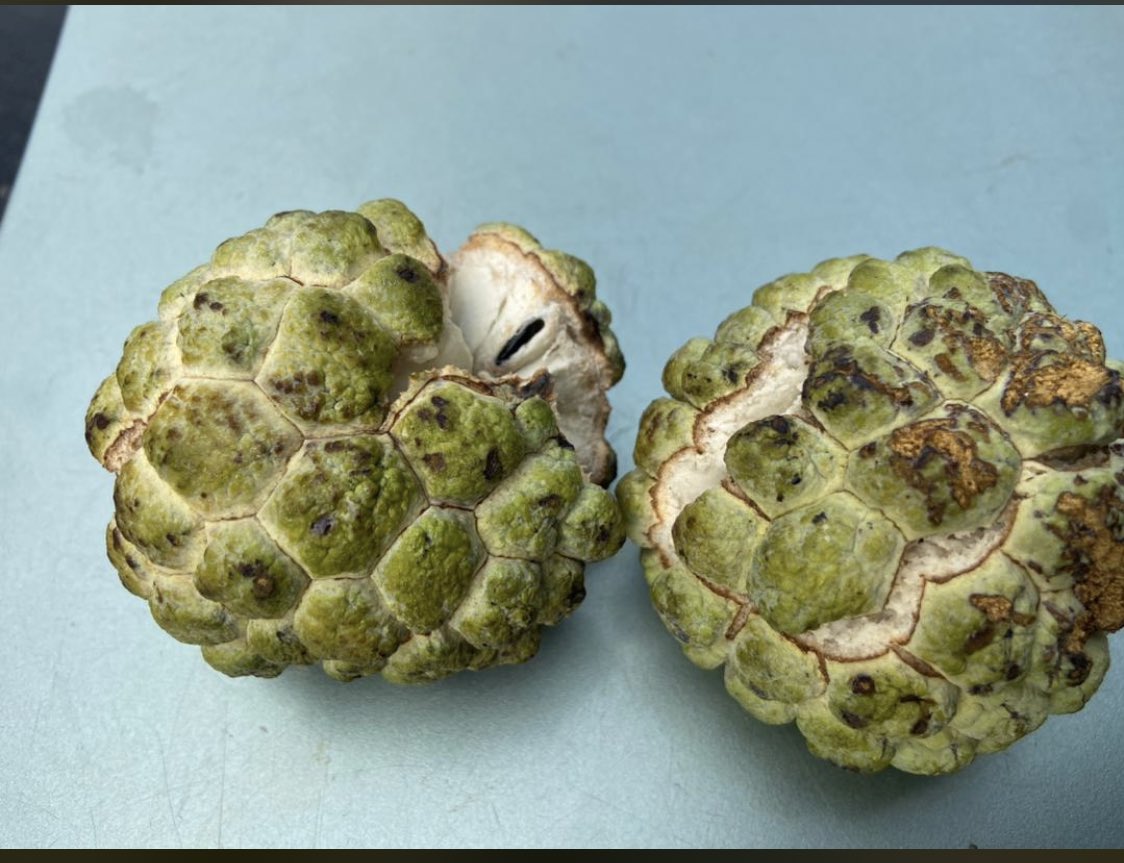 Lameedoo_jr's tweet photo. What’s the name of this custard apple in your native language https://t.co/2dJNhKntOm