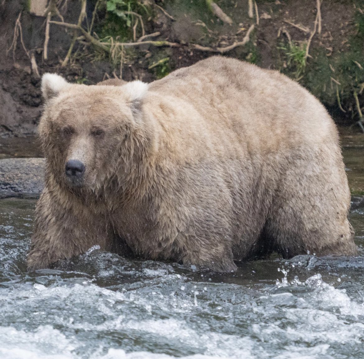 Ursa chonkus…

#FatBearWeek