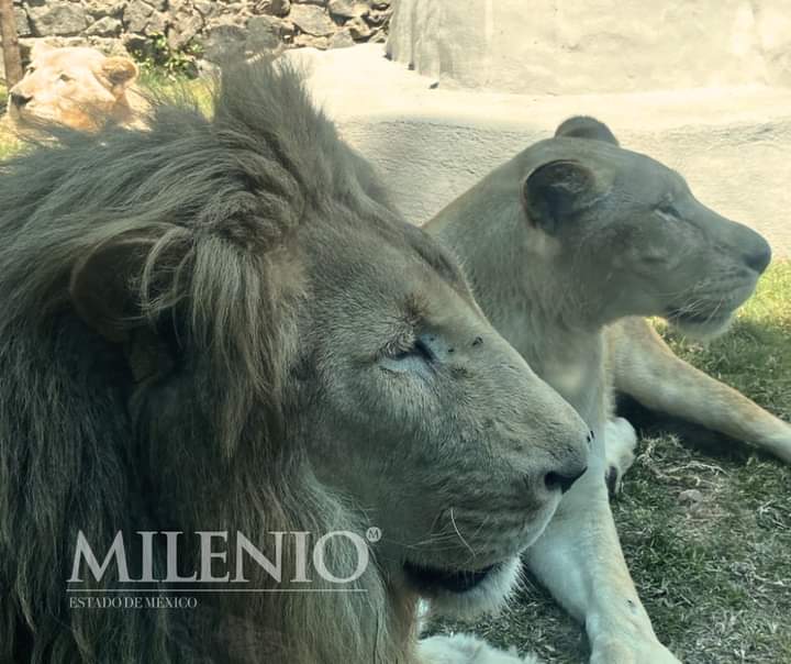 Esperanz_C's tweet photo. Buenos día  #DeMiPuebloParaElMundo visita el zoológico de Zacango una maravilla vale la pena visitarlo #SantaMariaNarivitas te esperamos #Calimaya. https://t.co/VlNH3uWemA