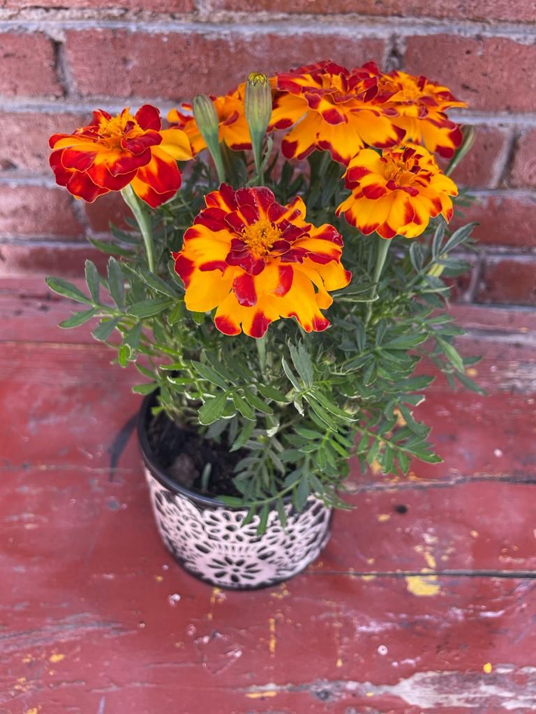 FMaceta's tweet photo. Ya estamos cerca de #diademuertos y traemos datos interesantes de la flor icónica #cempasúchil https://t.co/oEXwKpcbbO