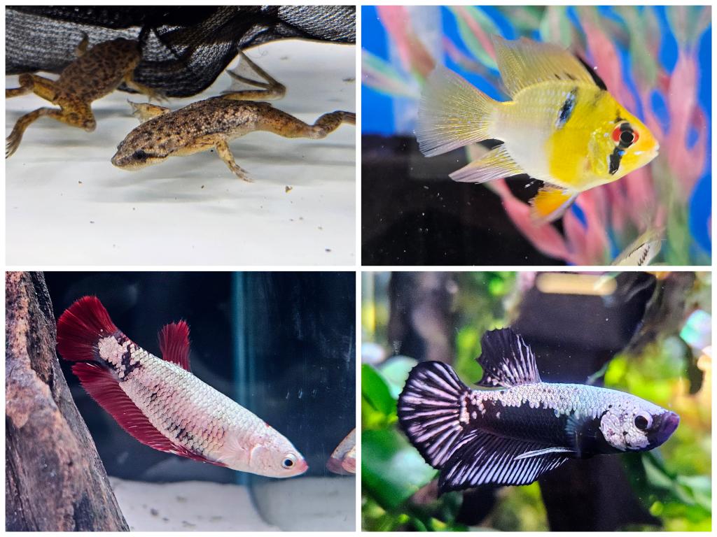 daueracuarios's tweet photo. También hemos tenido entrada de dulce, a destacar machos y hembras Betta premium, botia panda, ramirezi balón, panchax, neocaridinas... ¡Y mucho más!
#acuariofilia #Acuario #peces #peceras #pecestropicales #aguadulce #acuariofiliaespaña #aquascaping #dauer #daueracuarios #raval https://t.co/wuAF8Zdvmq