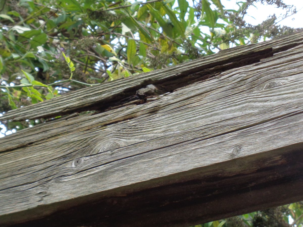 We really don't understand how the Lee Valley Park is getting a Green Flag award for the #Waterworks considering its shocking neglect of the Nature Reserve and Waterworks Centre!