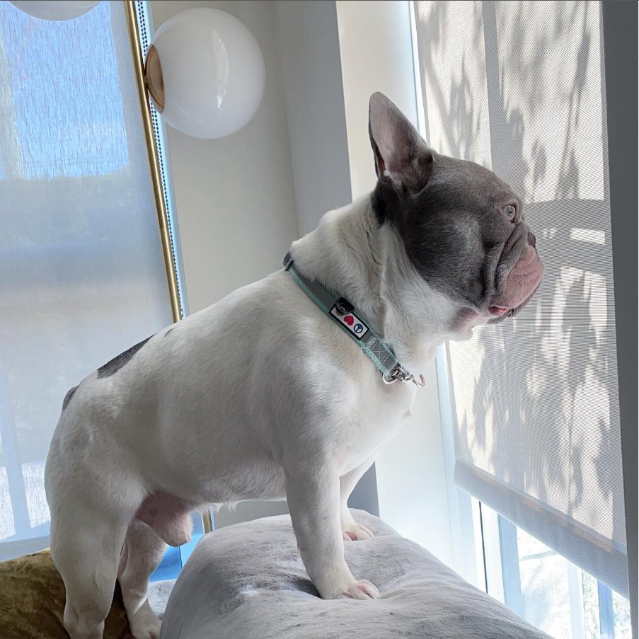 Happy weekend 🌸💞💟🙋🏼‍♀️🍀💜
.
.
#frenchiesoftheday #bulldogdays #frenchbulldogpups #frenchiepetsupply #frenchbulldogs