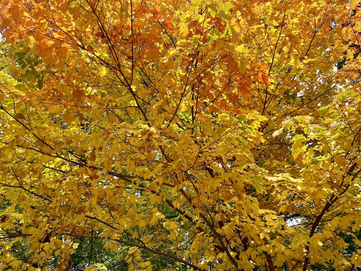 MichelineWilkie's tweet photo. Oh! Automne au #parcdumontroyal ! 🏃♀️🍁🍂 @Monmontreal @Montreal #automnequebec #tourismequebec https://t.co/3cuhDfIMBI