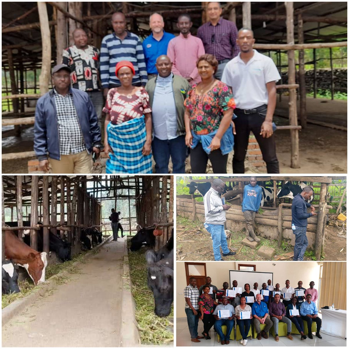 RAB in collaboration with the University of Florida/USA, completed a 2 day training of RDDP livestock extensionists, and RAB staff on Zirakamwa app as the Rwanda Dairy Farm Assessment and Advisory Tool to increase dairy production. The training was funded by the RDDP.