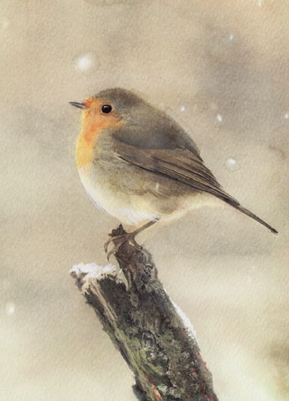 PostcardStoreOP's tweet photo. COMPETITION TIME! To win a pack of our oh-so-cute robin postcards, follow, repost and reply with 'Classic Design' Closes 9am on 10 October, good luck! UK only T&amp;Cs apply
https://t.co/Acxy1rv4d3 https://t.co/xbF0jFDp2R