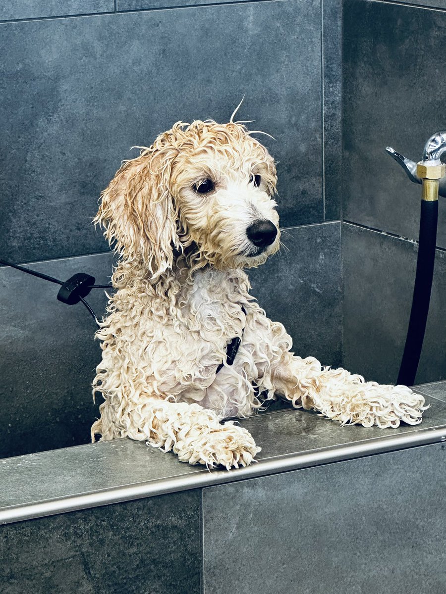 Maple is as sweet as maple syrup 😃 🍁 🐶 
#cutecustomeralert #maple #maplesyrup #dogsofinstagram #instadog #cutedogs #yegdogs #yeg #edmonton #dogwash #dogbath #localpetstore #petvalu #loveliveshere ❤️ 🐾 #dogsofx