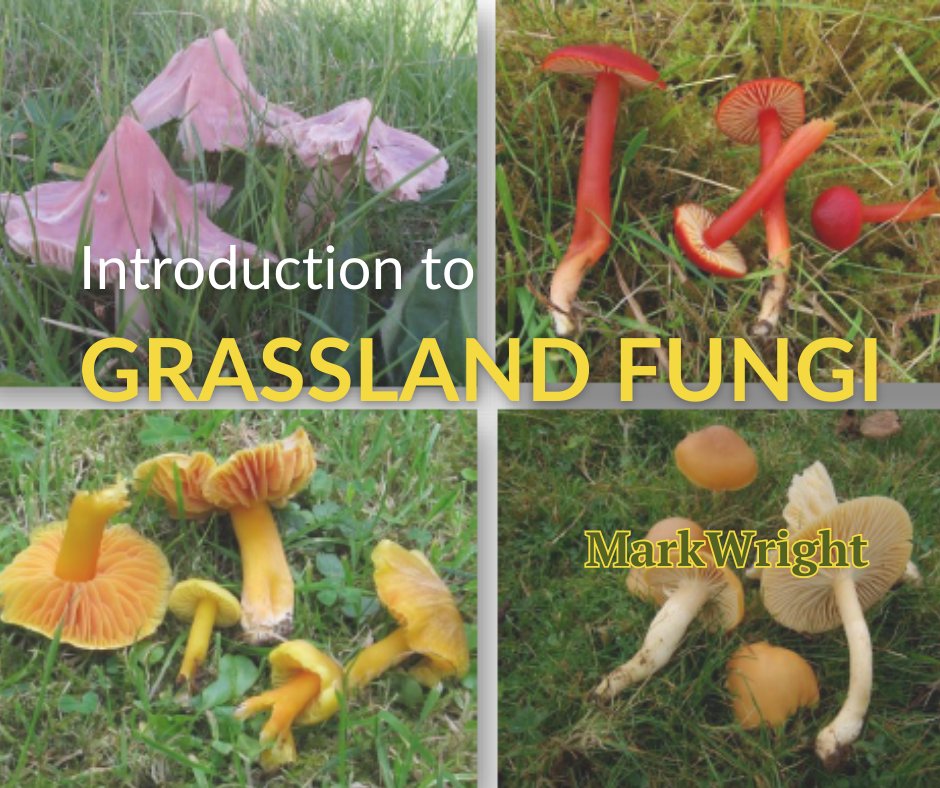 📢📢Get your free copy of stunning new ID booklet! #Waxcaps are beautiful & important #GrasslandFungi, & this guide by @MarkWright_ takes you thru ID, using fab photos. Download frm: rb.gy/7rz8f @phoebeob1 @donnarainey4 @NatureNymph @IrishFungalSoc @Eoin_Halpin01