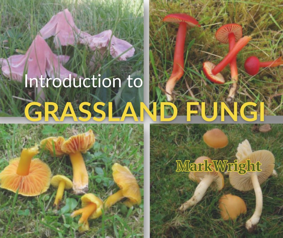 GrasslandsIrl's tweet photo. 📢📢Get your free copy of stunning new ID booklet! 

#Waxcaps are beautiful &amp; important #GrasslandFungi, &amp; this guide by @MarkWright_ takes you thru ID, using fab photos.

Download frm: https://t.co/5bSgCXz6ew

@phoebeob1 @donnarainey4 @NatureNymph @IrishFungalSoc @Eoin_Halpin01 https://t.co/05CDO8BOCT