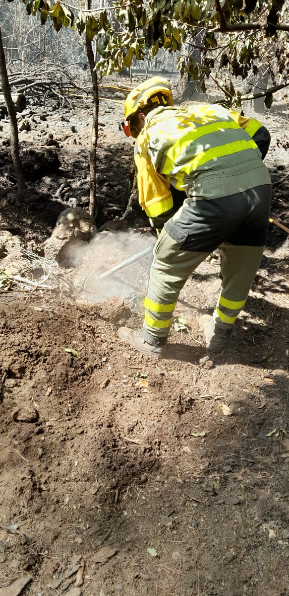 18:00⏱️local📸#IFArafoCandelaria #Tenerife La brigada @BrifPuntagorda lleva todo el día trabajando en labores de remate,liquidación y refresco de perímetro y puntos calientes con herramienta manual y tendido de manguera junto a BRIFOR del @CabildoTenerife en El Ravelo. Ánimo!