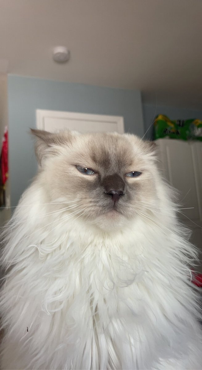 miloandfrank's tweet photo. So grumpy 😾 https://t.co/yJjifQQ54G