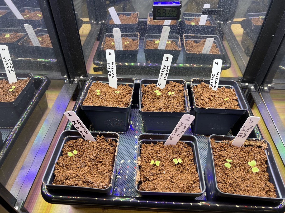 Mimi Loeffler (@mloeffler3) on Twitter photo We r @ the end of our 2nd week of the 1st trial of irradiated Mizuna seeds for <a href="/GrowBeyondEarth/">Growing Beyond EarthⓇ</a>. We collected data and thinned out our seedlings. <a href="/NASA/">NASA</a> <a href="/getMARSfarm/">MARSfarm</a> <a href="/Space_Station/">International Space Station</a> #FCProud #citizen-science We r @ the end of our 2nd week of the 1st trial of irradiated Mizuna seeds for <a href="/GrowBeyondEarth/">Growing Beyond EarthⓇ</a>. We collected data and thinned out our seedlings. <a href="/NASA/">NASA</a> <a href="/getMARSfarm/">MARSfarm</a> <a href="/Space_Station/">International Space Station</a> #FCProud #citizen-science