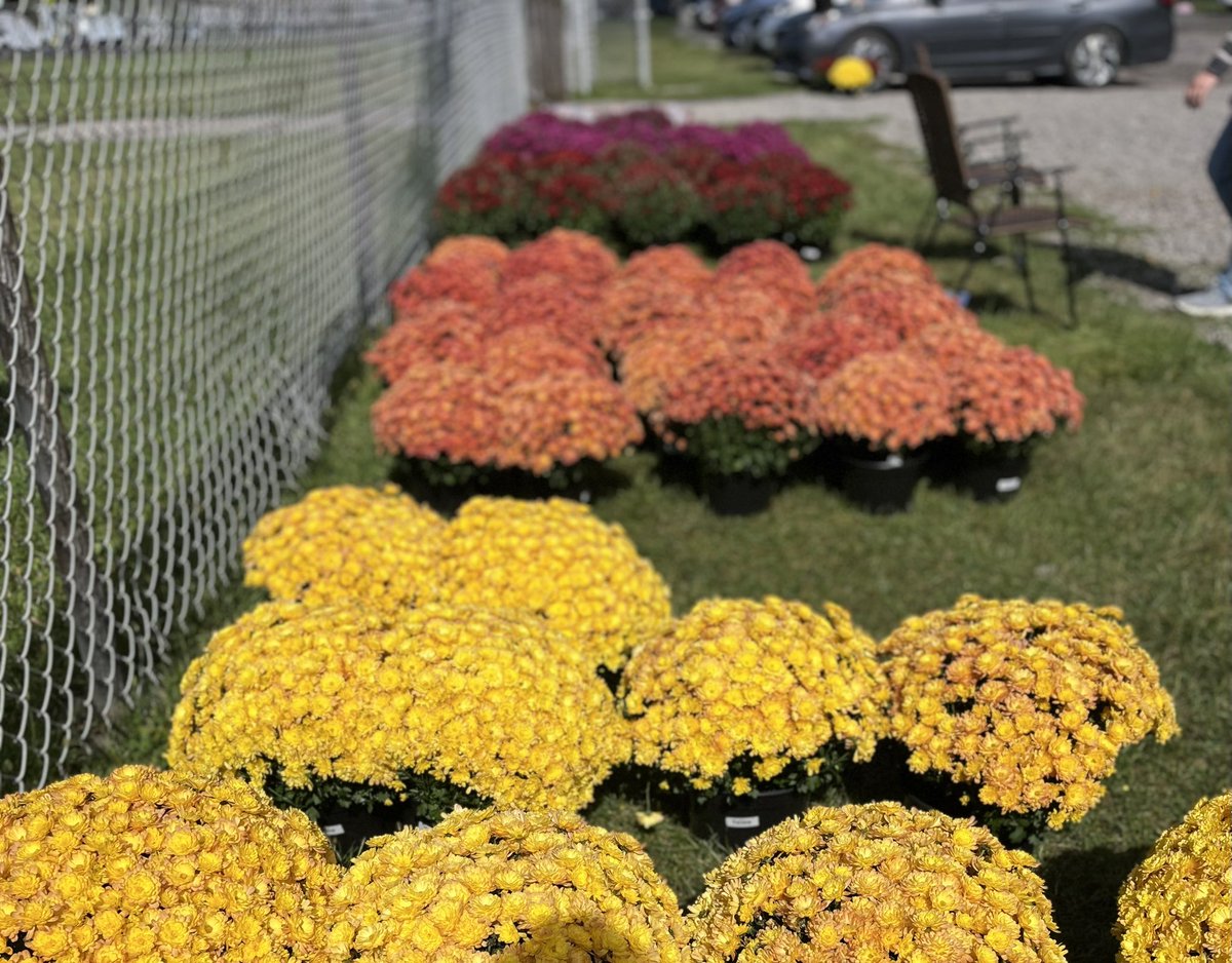 MUMs ARE HERE <a href="/VermilionSchool/">Vermilion Schools</a>!!
Gravel parking lot next to the football field - come pick up your order by 6pm!  🎃🦉🦉🎃