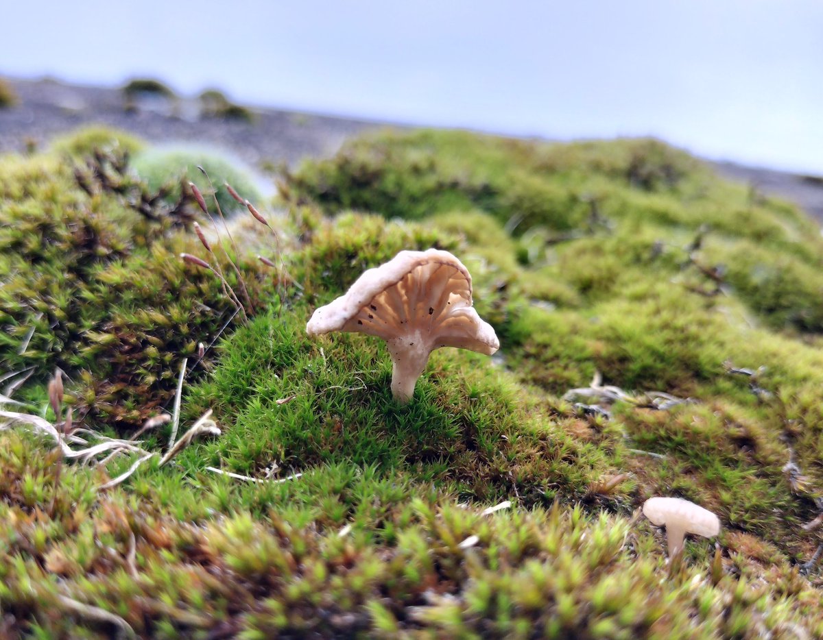 Not a group I have worked much in but the bryophilous basidiomycete mushrooms are coming out from now. Look out for them on a wall near you. They'll mostly be gone by Christmas.