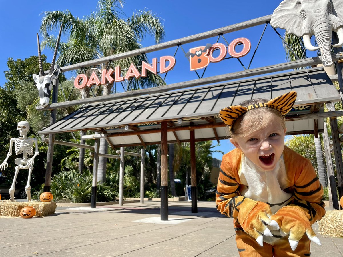 VegasJoeHughes's tweet photo. Had a skeleTON of fun @oakzoo hanging with the little and checking out Boo at the Zoo. 

Looking forward to #Glowfari next month. https://t.co/nbUEHR7kGn