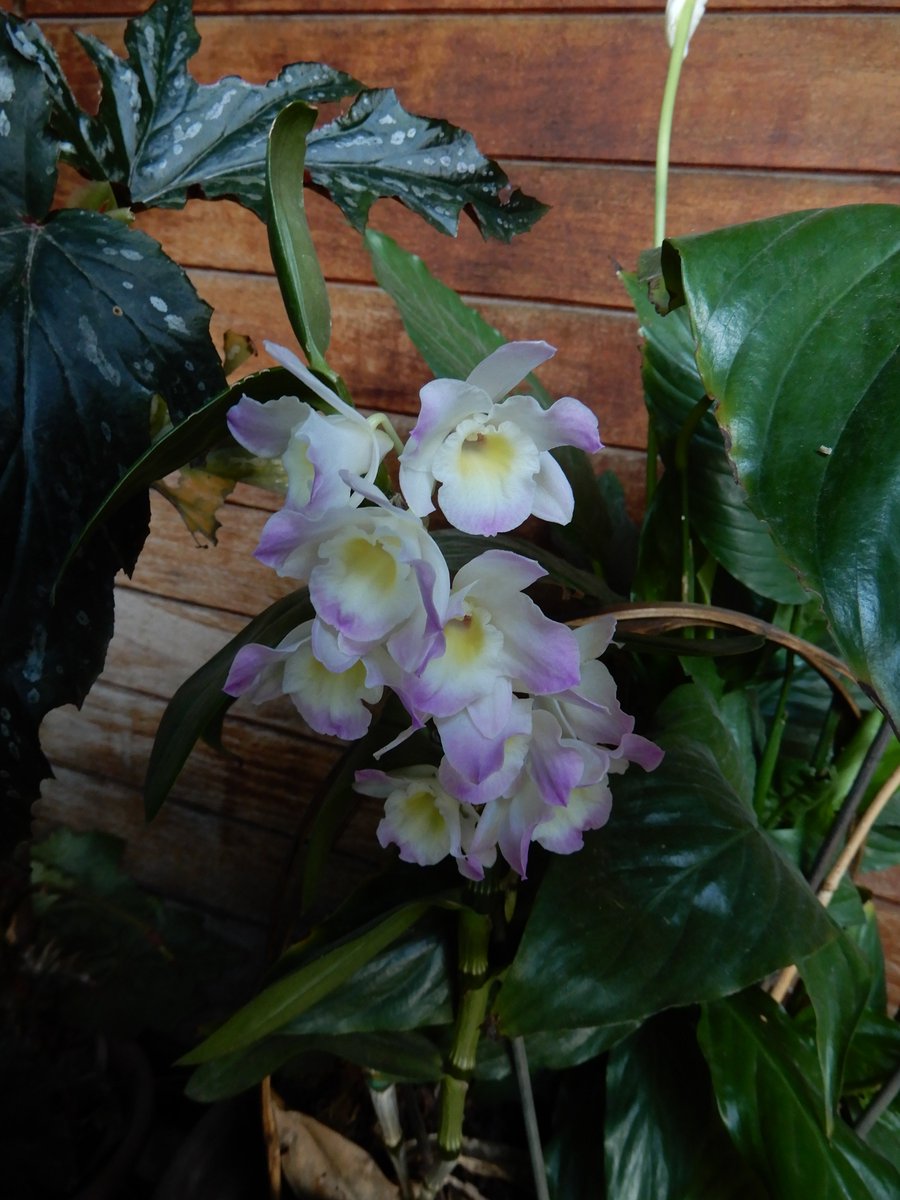 Macetas y plantas rescatadas.
Este arreglo fue una bonita sorpresa. Spathiphyllum sp. (cuna de Moisés/Peace lily) y Dendrobium nobile (orquídea ojo de muñeca/Noble rock orchid).