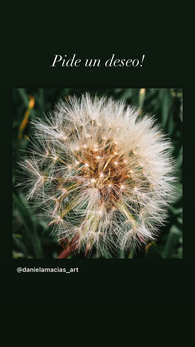 Danielamaciaz's tweet photo. Make a wish.

#photograghy #photonature #photographylovers #PhotoMode #photogreen https://t.co/D4RN4RjOLl
