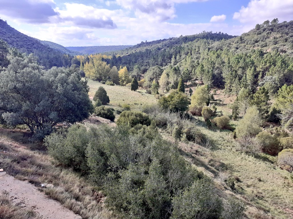 Siempre satisface encontrarse con los imponentes y hermosos chopos cabeceros, Río Valbona(Sierra de Gúdar)Teruel.