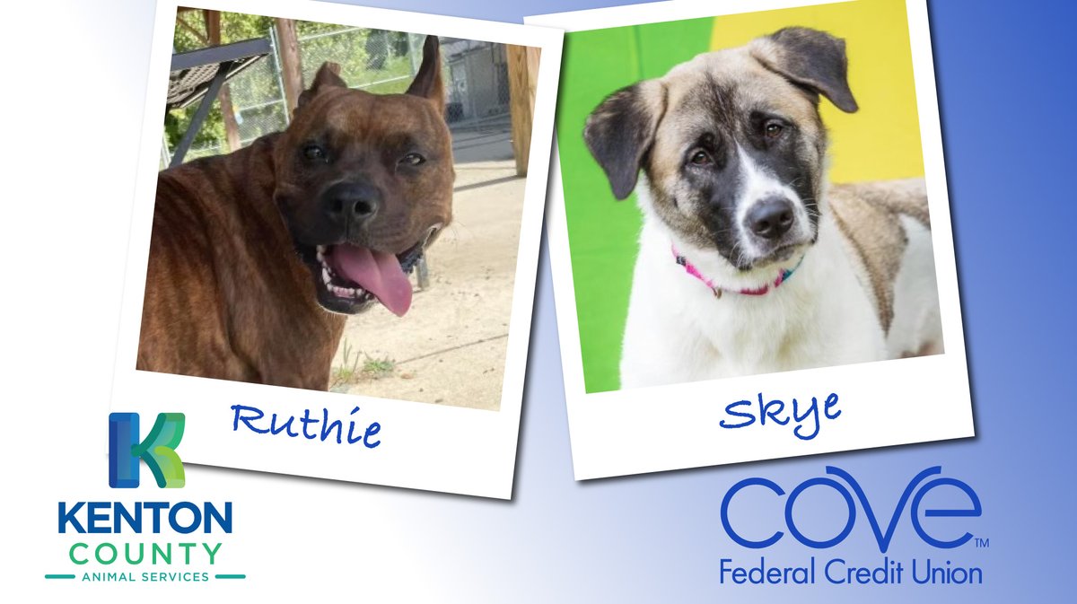 CoveFCU's tweet photo. Kenton County Animal Services are waiving adoption fees for this weekend! Meet Ruthie, Skye and all available animals, visit the Kenton County Animal Services adoption site at https://t.co/4JG832z21l. https://t.co/oxUghdf3rW