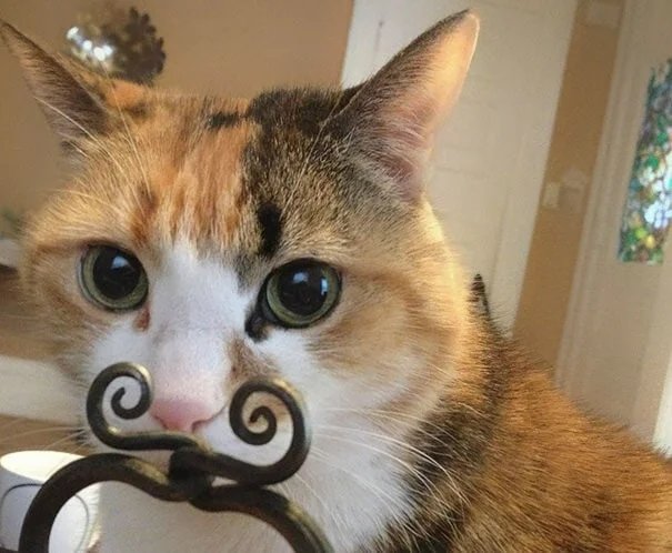 DontShowYourCat's tweet photo. metal mustache https://t.co/AhnlwDXUma