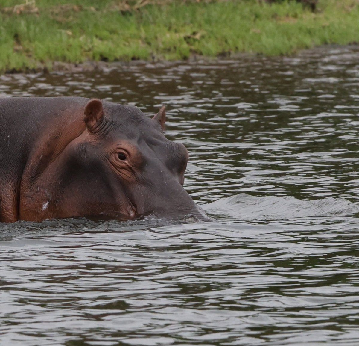 Don't come any closer.
Canon R6Mk2 +Sigma 150-600mm
#photography #Wildlife #Wildlifephotography #Nature #hippopotamus #rwanda #Africa #akageranationalpark
