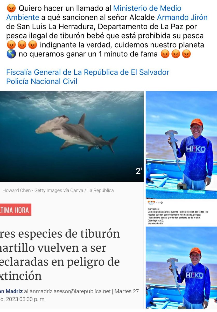 alertanoti's tweet photo. ALCALDE DE SAN LUIS LA HERRADURA PESCA ILEGALMENTE UN TIBURÓN BEBE PARA HACER SOPA

El alcalde del partido GANA en San Luis La Herradura, Armando Girón, apareció posando en una fotografía en la que presume la pesca de un Tiburón Martillo bebé.

De acuerdo con la legislación ambiental, la caza de este tipo de tiburones, está prohibida. Sus aletas son usadas como ingrediente de la sopa de aleta de tiburón. 

La población hace un llamado a las autoridades de Ministerio de @MedioAmbienteSV para tomar cartas en el asunto.