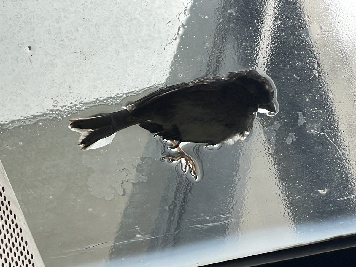 NativeBlueberry's tweet photo. Best place in the city to see dead birds is the glass canopy below the glass window at the @nypl at @LincolnCenter. This is a decade+ old known issue and is unacceptable. You have to do better, fix your windows and lighting. #respectwildlife #birdcpp https://t.co/wp9zqExytV
