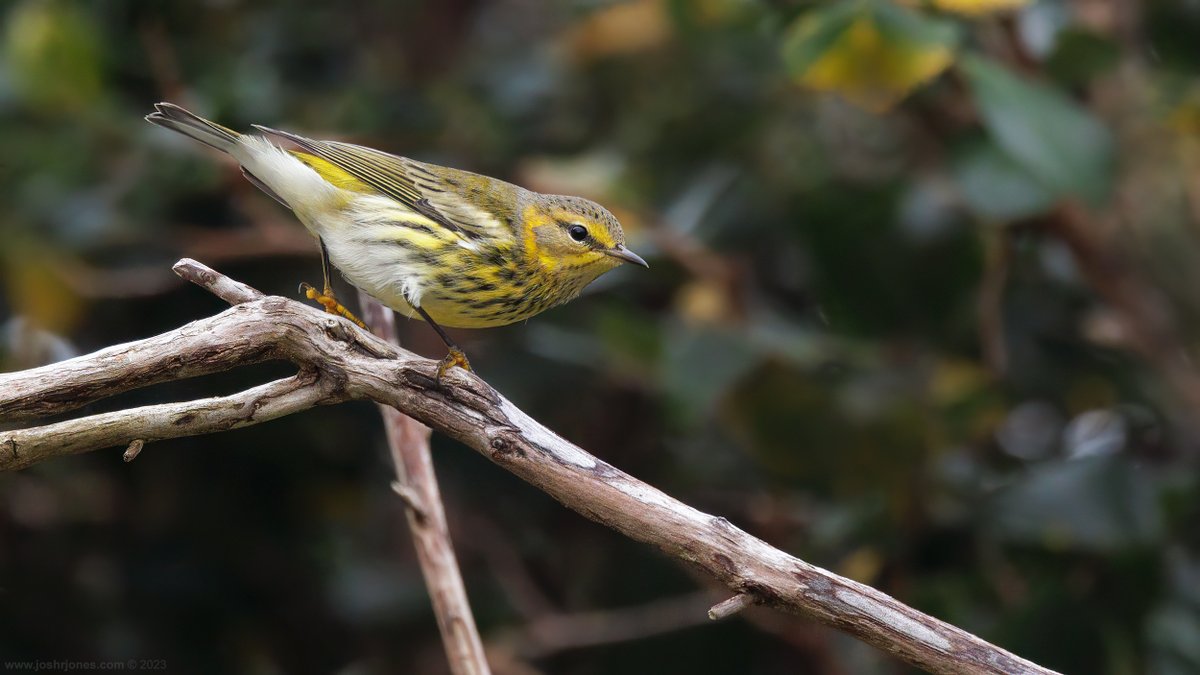 Josh Jones (@jrmjones) on Twitter photo It's a real pleasure to be sharing Achill Island with a Cape May Warbler this October. A thoroughly deserved find for <a href="/mogobriain/">Micheal O'Briain</a> – receiving his message and photos last Friday morning was one of those jaw-dropping moments that only American landbirds are capable of causing! It's a real pleasure to be sharing Achill Island with a Cape May Warbler this October. A thoroughly deserved find for <a href="/mogobriain/">Micheal O'Briain</a> – receiving his message and photos last Friday morning was one of those jaw-dropping moments that only American landbirds are capable of causing!