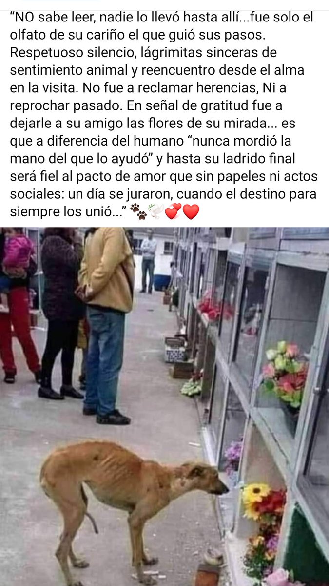 PerroUsuario Wof '•' tweet media