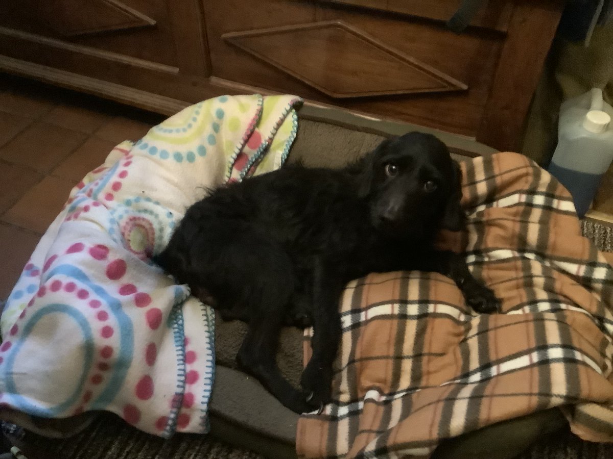 Harry20211959's tweet image. Fate? Look what I found by the side of a country lane today, it took me half an hour to coax her into my car, she was starving &amp;amp; abandoned, RSPCA, no help, Council, no help, Blue Cross, no help, took her to vets, microchipped,owner contacted, no interest, she has found love now👍