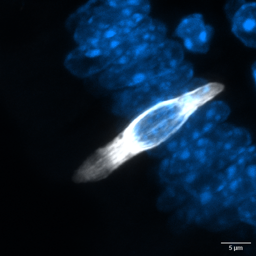 moni_e_brown's tweet photo. Happy #FluorescenceFriday! Brought to you by a tuft cell hanging out in a duodenum villi.
Imaged on a Nikon A1R.
#Nikon #tuftcell https://t.co/IEsvssBBZk