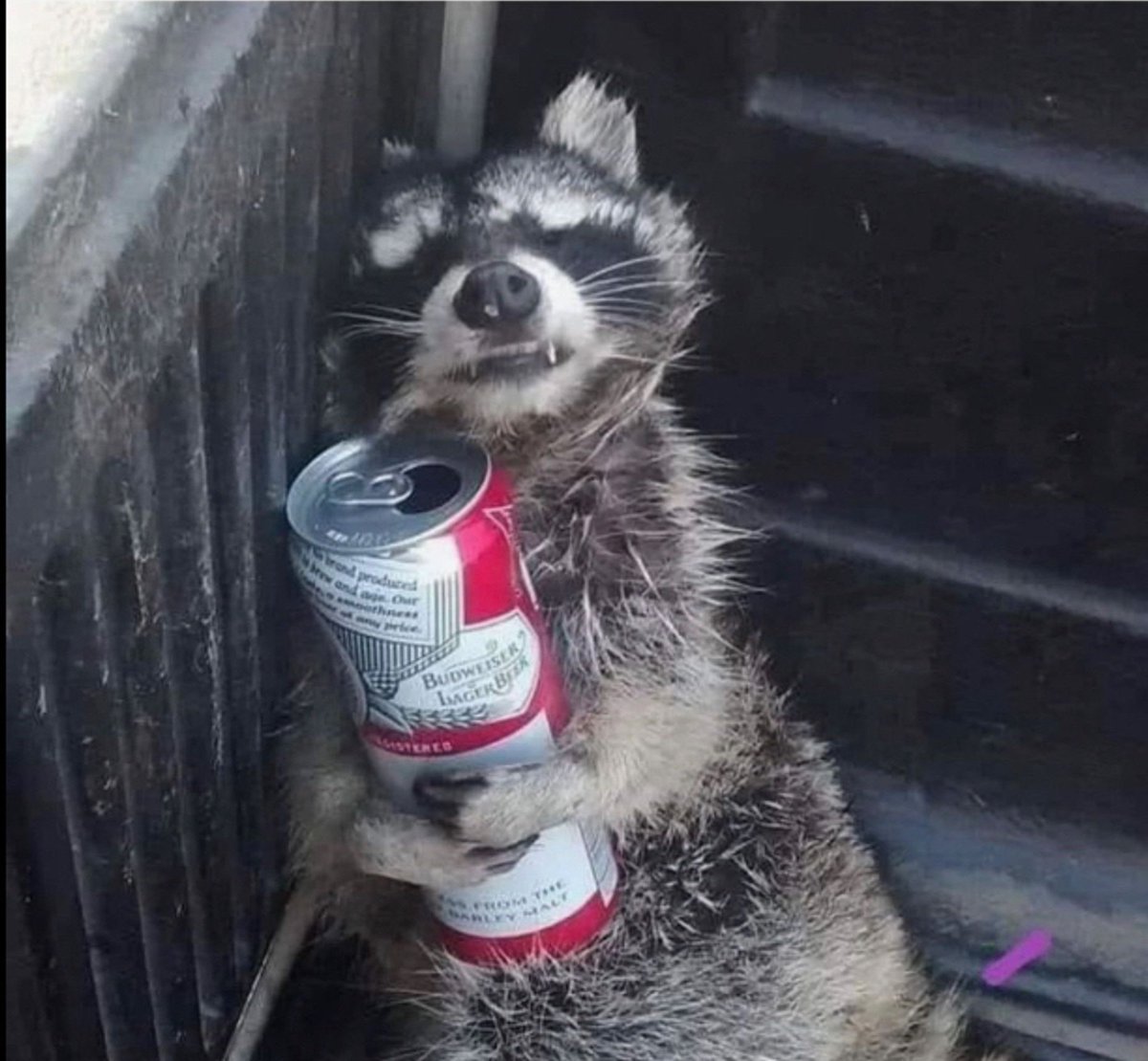 Steev (possibly sober) tweet media