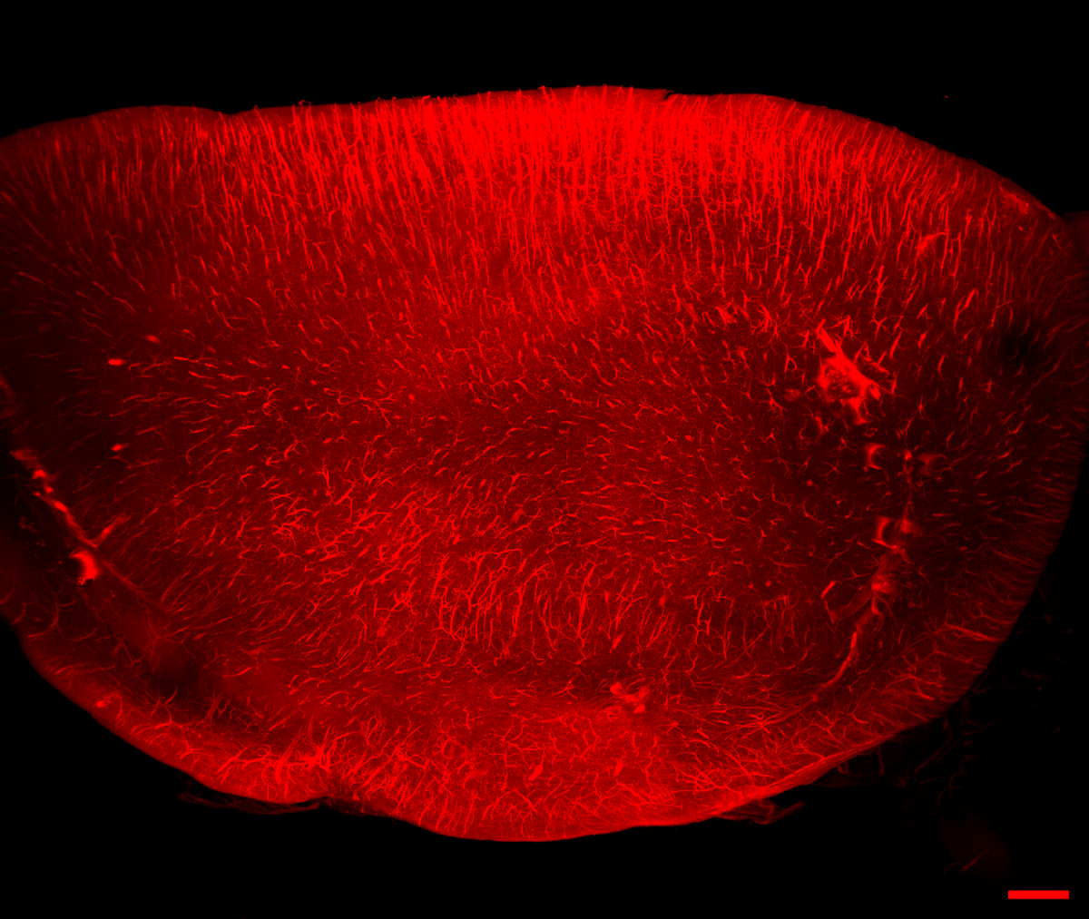 Cristina_Mtz_Gz's tweet image. #FluorescenceFriday #Microscopy #Lightsheet