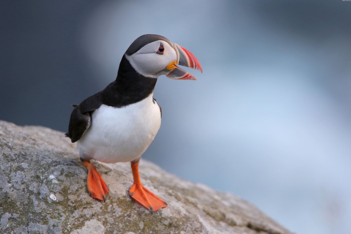 Science Magazine tweet media