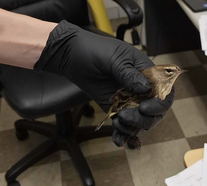 reb_fyffe's tweet photo. @warblerchips We saved one yesterday. After it flew into a building through an open window, we were able to gently release it outdoors. https://t.co/6lFsIxGbLR
