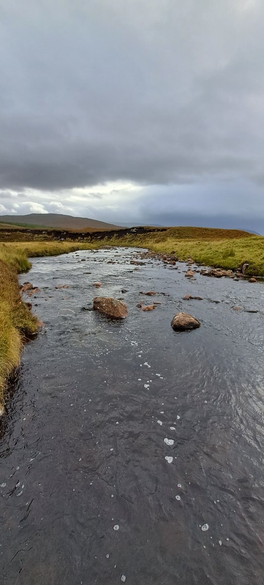 cromartyboard's tweet photo. In September we finished off the last of our juvenile fish surveys to assess the success of the stocking of eyed ova. Once again the numbers of 0+ salmon fry found has been encouraging, with also good numbers of  salmon parr of different age classes found at each site. https://t.co/VRfRTJS68A