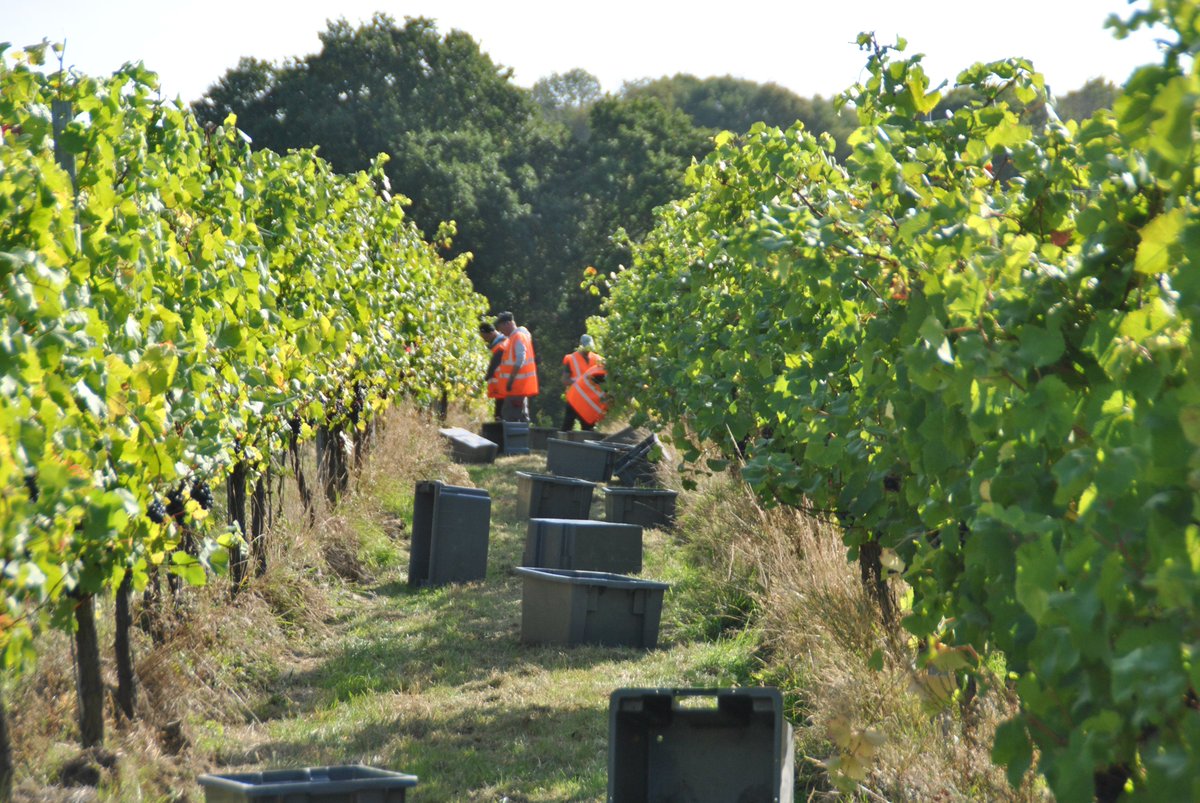 Woodchurch Vineyard Harvest Day 2🍇 

It was a Pinot Noir day today! Lots of lovely fruit heading to the winery.  

The VineWorks team did an amazing job, they've picked over 10 tonnes this week! 👏

#englishvineyard #harvest2023 #kentvineyard #pinotnoirgrapes #oldfendt