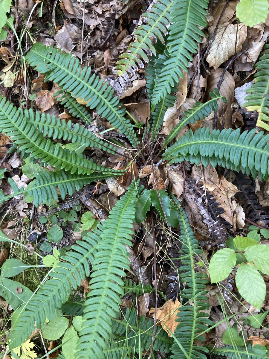 BotanyRoger's tweet photo. 2/2. Another fern for #fern Friday. Otro helecho para el viernes del helecho. Struthiopteris spicant, deer fern o lonchite en Español. @NatureaCant @ValledeCamaleno Lo encontramos por la Ruta de Reconquista. https://t.co/BJRVplk8C7