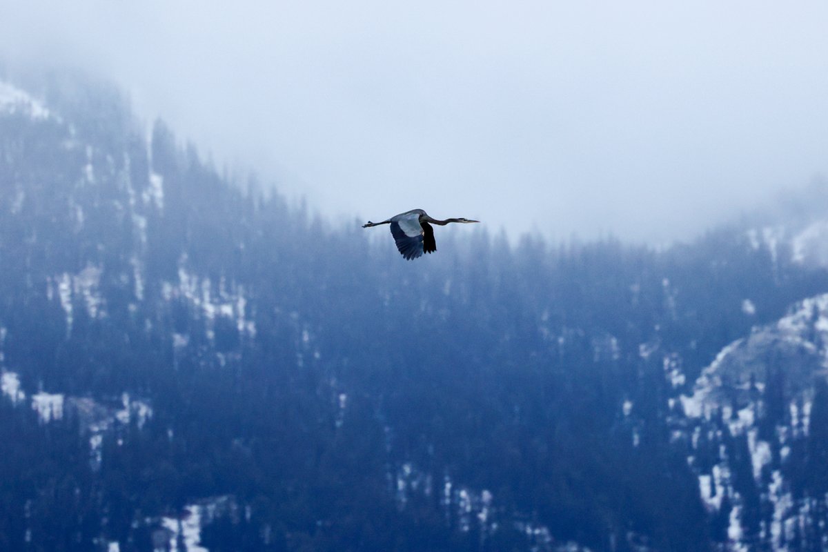 Jeffrey Gagan MD, PhD tweet media