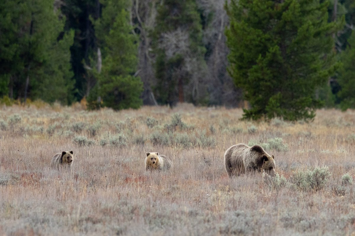 Jeffrey Gagan MD, PhD tweet media